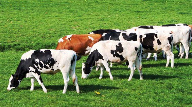 Hayvancılık İş Güvenliği